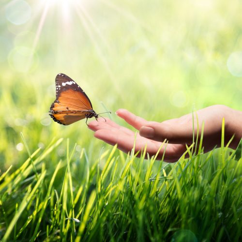 sustainability concept in green and sunshine